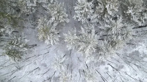 Flying past a snow covered tree in a forest during winter Stock Footage 300851978