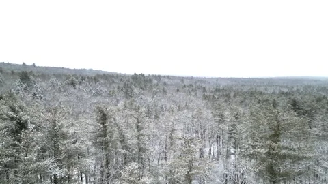 Flying past a snow covered tree in a forest during winter Stock Footage 300853639
