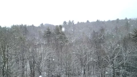 Flying past a snow covered tree in a forest during winter Stock Footage 300857909