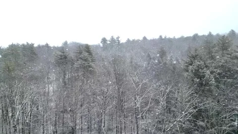 Flying past a snow covered tree in a forest during winter Stock Footage 300858801