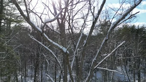 Flying past a snow covered tree in a forest during winter Stock Footage 300858803