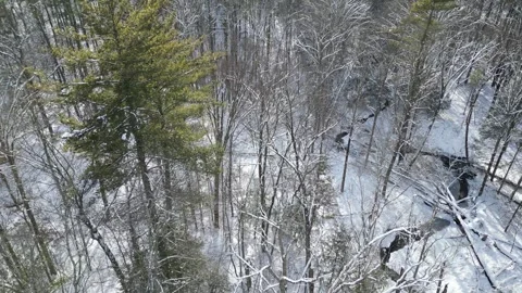 Flying past a snow covered tree in a forest during winter Stock Footage 300859996