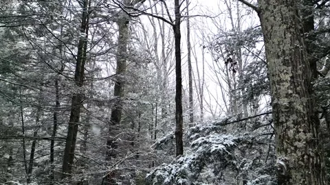 Flying past a snow covered tree in a forest during winter Stock Footage 300861393