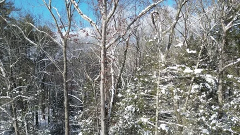 Flying past a snow covered tree in a forest during winter Stock Footage 300861844