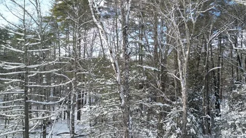 Flying past a snow covered tree in a forest during winter Stock Footage 300871023