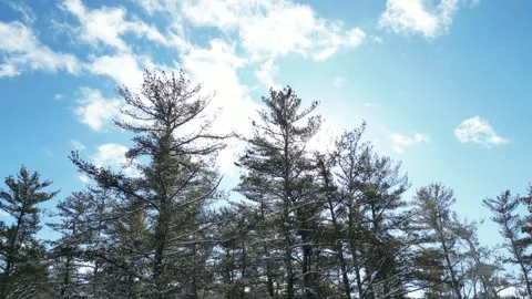 Flying past a snow covered tree in a forest during winter Stock Footage 300871336