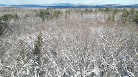 Flying past a snow covered tree in a forest during winter Stock Footage 300872331
