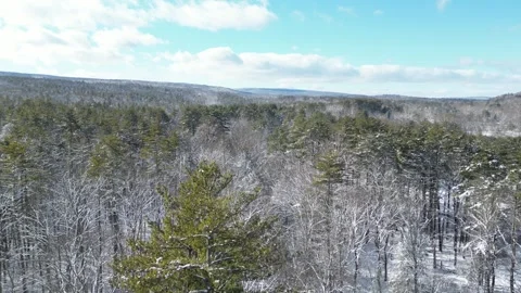 Flying past a snow covered tree in a forest during winter Stock Footage 300872455