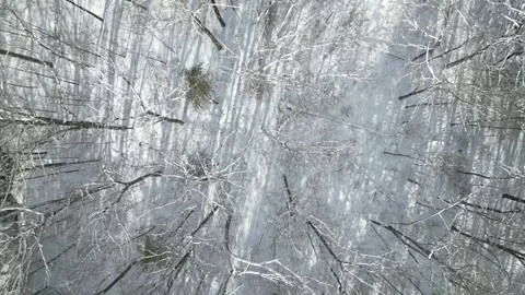 Flying past a snow covered tree in a forest during winter Stock Footage 300873270