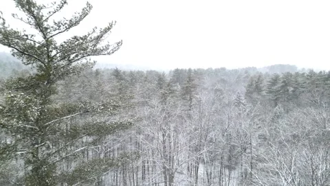 Flying past a snow covered tree in a forest during winter Stock Footage 300873437