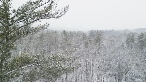 Flying past a snow covered tree in a forest during winter Stock Footage 300873690