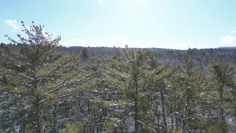 Flying past a snow covered tree in a forest during winter Stock Footage 300874157