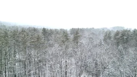 Flying past a snow covered tree in a forest during winter Stock Footage 300874432