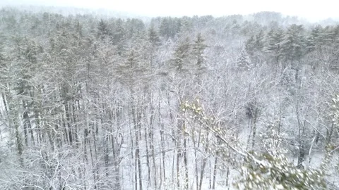 Flying past a snow covered tree in a forest during winter Stock Footage 300874668