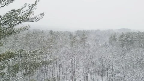 Flying past a snow covered tree in a forest during winter Stock Footage 300874714