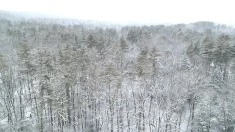 Flying past a snow covered tree in a forest during winter Stock Footage 300874725