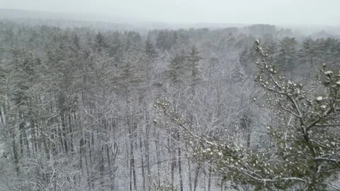 Flying past a snow covered tree in a forest during winter Stock Footage 300874727