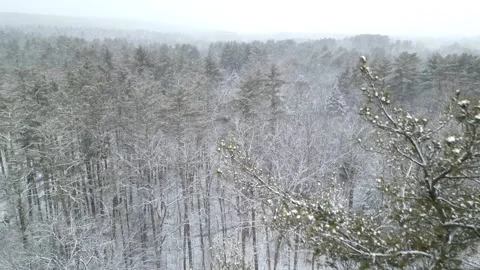Flying past a snow covered tree in a forest during winter Stock Footage 300874924