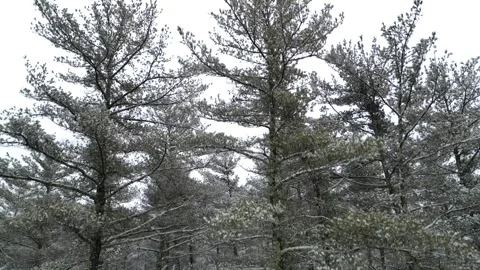 Flying past a snow covered tree in a forest during winter Stock Footage 300875060