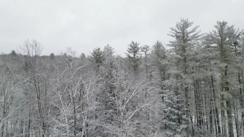 Flying past a snow covered tree in a forest during winter Stock Footage 300876187
