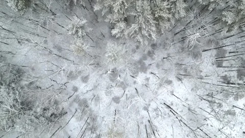 Flying past a snow covered tree in a forest during winter Stock Footage 300877284