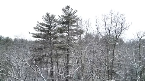 Flying past a snow covered tree in a forest during winter Stock Footage 300877310