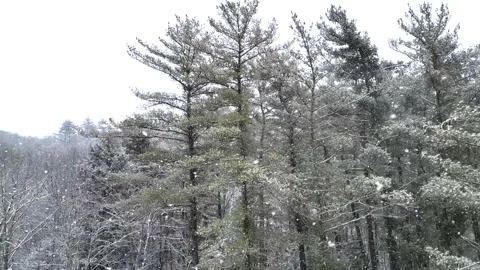 Flying past a snow covered tree in a forest during winter Stock Footage 300877566
