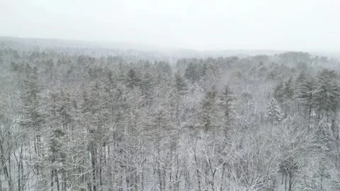 Flying past a snow covered tree in a forest during winter Stock Footage 300877690