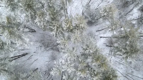 Flying past a snow covered tree in a forest during winter Stock Footage 300877863