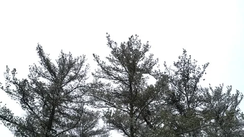 Flying past a snow covered tree in a forest during winter Stock Footage 300877932