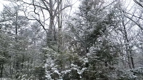 Flying past a snow covered tree in a forest during winter Stock Footage 300878296
