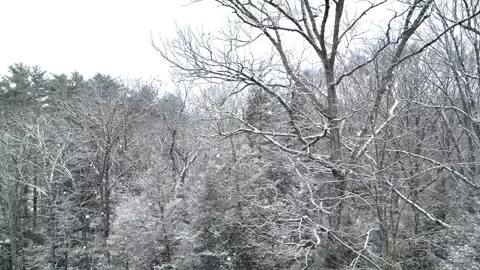 Flying past a snow covered tree in a forest during winter Stock Footage 300879672
