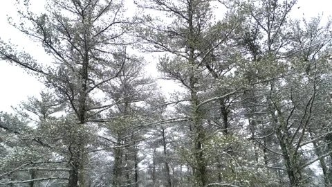 Flying past a snow covered tree in a forest during winter Stock Footage 300879847