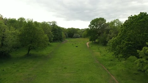 Flying on a path in a beautiful green forest in spring, with 2 unidentified  Stock-Footage 155501919