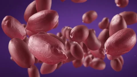 Flying of Peanuts in Purple Background Stock Footage 146145741