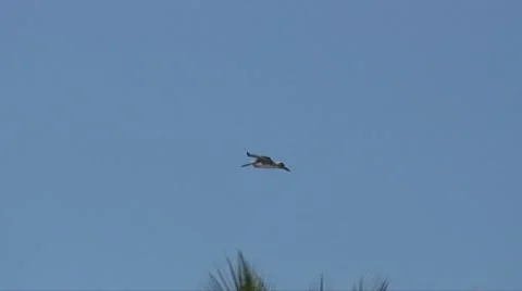 Flying pelican 스톡 동영상 7346802