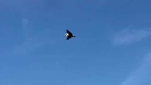 Flying pelican Stock Footage 260546294