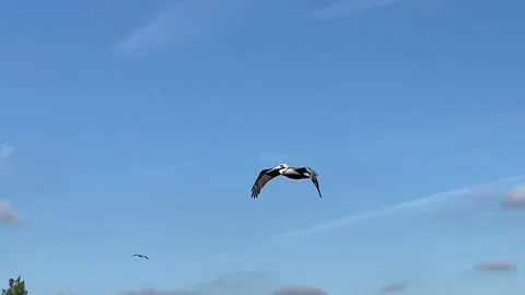 Flying pelican Stock Footage 260546459