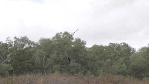 Flying pelican HD Stock Footage 231279787