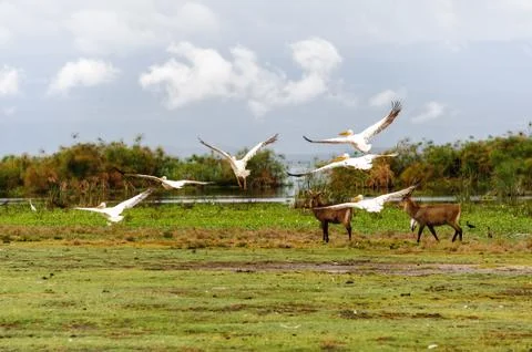 Flying Pelican Foto stock