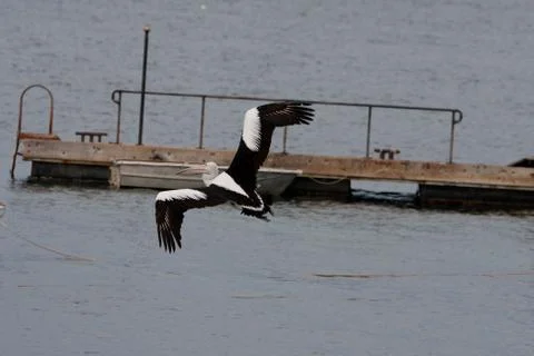Flying pelican Stock Photos