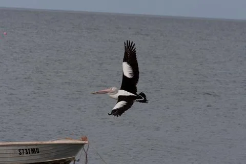 Flying pelican Stock Photos