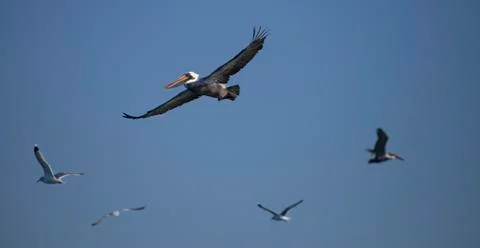 Flying Pelican Stock Photos