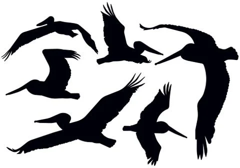 Flying Pelican Silhouettes Stock Illustration