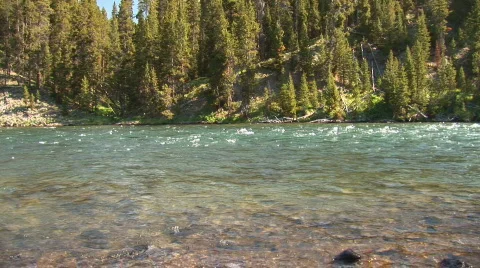 Flying pelicans Video stock 82522