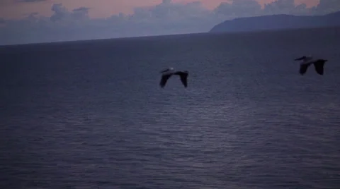 FLYING PELICANS Stockbeeldmateriaal 24674898