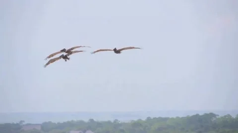 Flying pelicans Stock Footage 41073052