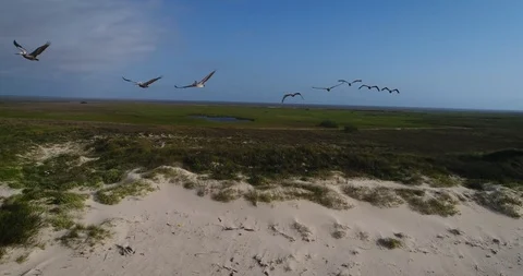Flying Pelicans Video stock 100481074