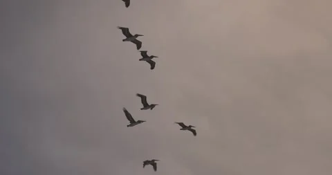Flying Pelicans Stock Footage 285963097