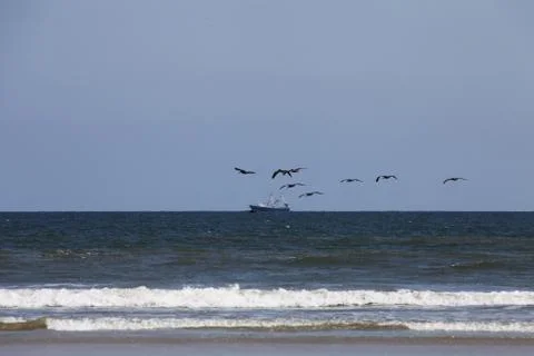 Flying pelicans Stock Photos